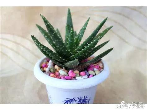 帶刺植物風水|開運化煞：帶刺植物的風水講究